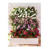 Bitkim Sende Kokulu Rengarenk Karanfil Çiçeği Saksılı, 15-25cm, 1 Adet