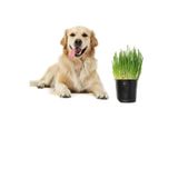 Bitkim Sende Köpek Çimi & Otu Filiz, 15-20 cm, Canlı Saksı