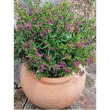 Bitkim Sende Kufeya Cennet Çiçeği Mor - Cuphea Hyssopifolia 20-30CM (Iç Mekan Bitkileri)