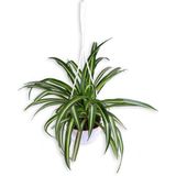 Bitkim Sende Kurdela Çiçeği - Chlorophytum - Askılı Saksı'da