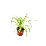 Bitkim Sende Kurdele Çiçeği Chlorophytum Comosum, 20-30 cm Çapında, 12 cm Saksıda