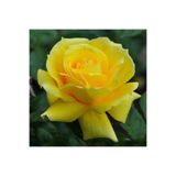 Bitkim Sende Landora Gül Fidanı, Sarı Renkli, 10-15 cm, 1 Adet, Saksılı Aşılı Gül