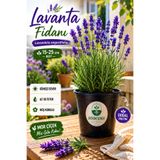 Bitkim Sende Lavanta Fidanı İngiliz Lavandula angustifolia Hidcote, Saksıda, Kokulu, Çiçek Açan, Çalı