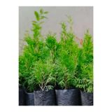 Bitkim Sende Leylandi Çam Ağacı Fidanı, 20 Adet, Tüplü, 10-25cm, Cupressus Leylandii