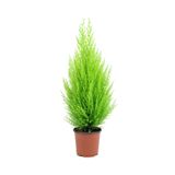 Bitkim Sende Limon Kokulu Çam Limoni Servi Cupressus, 25-35 cm, Ev Ofis Salon Çamı