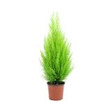 Bitkim Sende Limon Kokulu Limoni Servi Cupressus, 30-40 cm, Yeşil