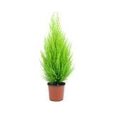 Bitkim Sende Limon Kokulu Limoni Servi Cupressus, 30-40 cm, Yeşil