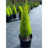 Bitkim Sende Limon Kokulu Limoni Servi Cupressus Ev Ofis Salon Çamı 30-45 cm
