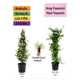 Bitkim Sende Mavi Yasemin, Arap Yasemini, Kurdele Çiçeği Hediyeli, 3'lü Set, Çok Renkli