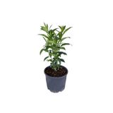 Bitkim Sende Melisa Çiçeği Kokulu Parfüm Çiçeği Bitkisi Saksıda, Cestrum Nocturnum, 40-50 cm, Beyaz Çiçekli