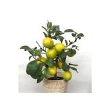 Bitkim Sende Meyveli Limon Ağacı Fidesi, 50 cm Boy, Saksıda
