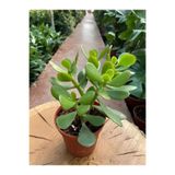 Bitkim Sende Mini (10-15 cm) Canlı Para Yeşim Çiçeği, Crassula Ovata Sukulent