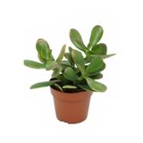 Bitkim Sende Mini Boy Para Yeşim Çiçeği, 10-15 cm, Dekoratif Canlı Sukulent Bitki, Saksılı
