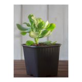 Bitkim Sende Mini Saksılı Yeşim Çiçeği (Crassula Ovata), 10-15 cm, Yeşil, Para Sukulenti