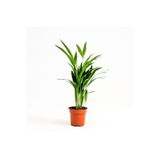 Bitkim Sende Mini Salon Palmiyesi Chamaedorea 30-40 cm, Areka Palmiyesi, Turuncu Saksı