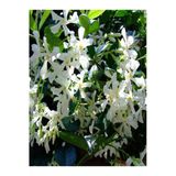Bitkim Sende Mis Kokulu Arap Yasemini Rhyncospermum Jasminoides, 9 Adet Tüplü, 40-50 cm Boyunda