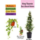Bitkim Sende Mis Kokulu Arap Yasemini+Alacalı Hedera Helix Sarmaşığı+Buz Çiçeği Hediye 3'lü Set