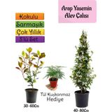 Bitkim Sende Mis Kokulu Arap Yasemini+Alev Çalısı Fidanı+Tül Kuşkonmaz Hediye 3'lü Set