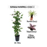Bitkim Sende Mis Kokulu Hanımeli Çiçeği 1 Adet, Kurdele Çiçeği ve Telgraf Çiçeği Hediye, 50-70 cm