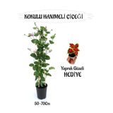 Bitkim Sende Mis Kokulu Hanımeli Çiçeği, Yaprak Güzeli Hediye Peyzaj Seti, 50-70cm