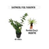Bitkim Sende Mis Kokulu Katmerli Ful Yasemin 1 Adet+Kurdele Çiçeği Hediyeli