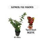 Bitkim Sende Mis Kokulu Katmerli Ful Yasemin 40-60cm + Yaprak Güzeli Hediyeli