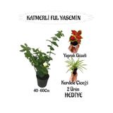 Bitkim Sende Mis Kokulu Katmerli Ful Yasemin 40-60cm + Yaprak Güzeli Kurdele Çiçeği Hediyeli