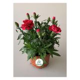 Bitkim Sende Mis Kokulu Kırmızı Bodur Karanfil, Saksılı, 15-25cm, Red Dianthus