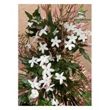 Bitkim Sende Mis Kokulu Klasik Yasemin Çiçeği, 1 Adet Saksılı, 30-60 cm, Jasminum
