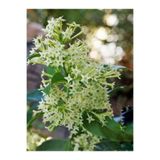 Bitkim Sende Mis Kokulu Melisa Çiçeği Fidanı, Saksılı, 50-110cm, Lemon Balm