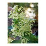 Bitkim Sende Mis Kokulu Melisa Çiçeği Fidanı, Saksılı, 50-110cm, Lemon Balm