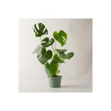 Bitkim Sende Monstera Deliciosa Deve Tabanı Büyük Boy, 50-70 cm, Yeşil, Saksılı
