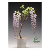 Bitkim Sende Mor Salkım Ağacı Fidanı, Sarmaşık, 1 Adet, Saksılı, 40-60 cm, Dış Mekan Bitkisi