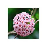 Bitkim Sende Mum Çiçeği Açık Pembe 20-25 cm Ev Salon Bitkisi Hoya Carnosa