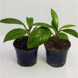 Bitkim Sende Mum Çiçeği Fidesi Hoya Carnosa Kokulu 9cm Saksıda 2 Adet