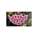 Bitkim Sende Mum Çiçeği Hoya, Pembe, 10-15 cm, Gübre ve Çiçek Tohumu Hediyeli
