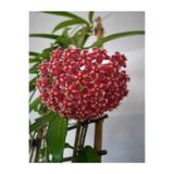 Bitkim Sende Mum Çiçeği Kırmızı, 20-25 cm, Hoya Carnosa, İç Mekan Bitkisi