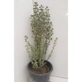 Bitkim Sende Origanum Microphyllum Minik Yapraklı Mercanköşk Fidesi 10-30 cm