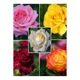 Bitkim Sende Özel Tür Canlı Saksılı Gül Fidanı Seti 5 ADET Kokulu Gül Pembe+Sarı+Kırmızı+Turuncu+Beyaz 30-50Cm