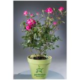 Bitkim Sende Özel Tür Mis KOKULU Canlı Pembe Isparta Gülü 30-40Cm
