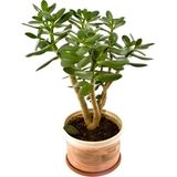 Bitkim Sende Para Ağacı Çiçeği Yeşim Bitkisi Crassula Ovata Fidanı Dolgun 20-25 cm