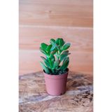 Bitkim Sende Para Çiçeği Crassula Ovata, Yeşil-Kırmızı Renkli, Kökleri Olgunlaşmış, 1 Adet