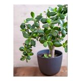 Bitkim Sende Para Çiçeği, Yeşil Renk, 15-25cm, Canlı Bitki, Ofis Salon İçin