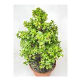 Bitkim Sende Para Çiçeği Yeşim (Portulacaria afra), 15-30cm, Yenilebilir İç Mekan Bitkisi, 1 Adet