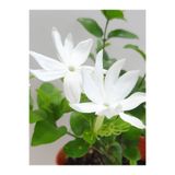 Bitkim Sende Parfüm kokulu iç mekan (YASEMİN) çiçeği 1 adet minik 20-25cm