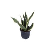 Bitkim Sende Paşa Kılıcı, Saksıda, Peygamber Kılıcı, Paşa Kılıcı Sansevieria 30-40 cm