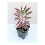Bitkim Sende Pembe Aşkın Gözyaşı Çiçeği, Kalanchoe Daigremontiana, 10-15 cm