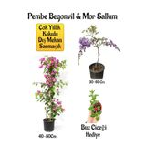 Bitkim Sende Pembe Begonvil Çiçeği+Mor Salkım Ağacı Fidanı Buz Çiçeği Hediyeli Bahçe Peyzaj Seti