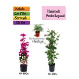Bitkim Sende Pembe Begonvil+Kokulu Hanımeli Çiçeği+Tül Kuşkonmaz Hediyeli 3'lü Peyzaj Seti