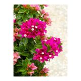 Bitkim Sende Pembe Bodur Begonvil Gelin Duvağı Çiçeği Fidanı, Saksılı, 50-70 cm